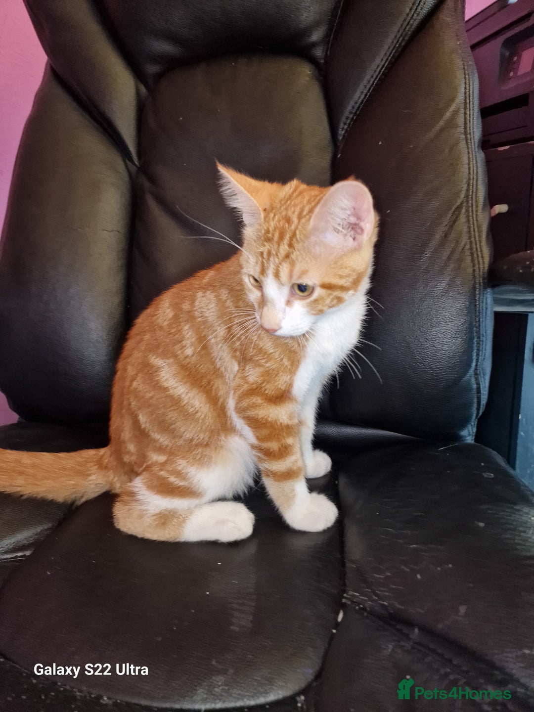 Mixed Breed cats for sale: Kitten - Image 9