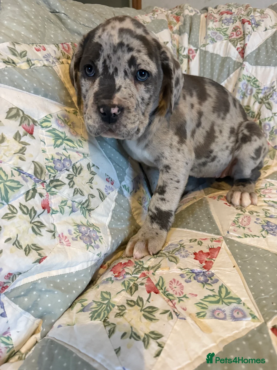 Mixed Breed dogs for sale: Cane Corso  ** tiff - Advert 9