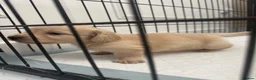 Miniature Dachshund dogs for sale: Cream long haired dachshund  - Advert 14