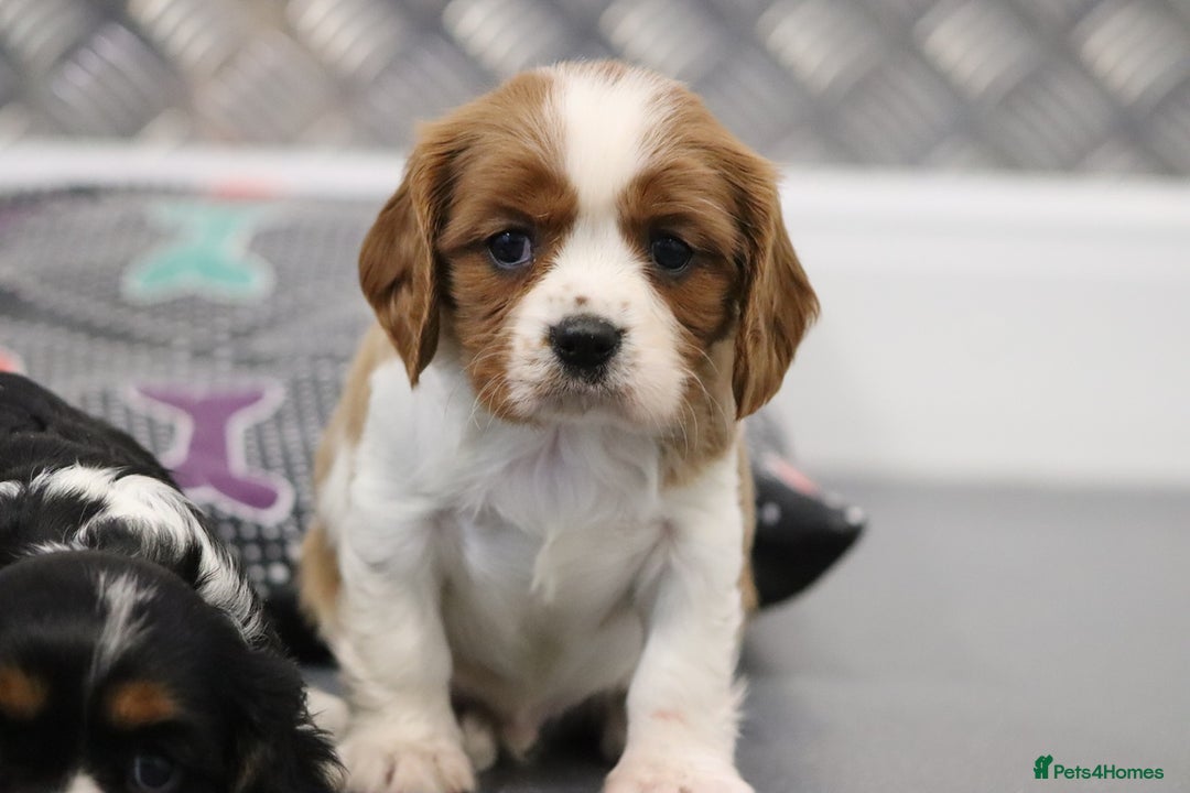 Cavalier King Charles Spaniel dogs for sale: Cavalier King Charles Puppies for sale - Advert 13