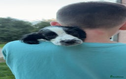 English Springer Spaniel dogs for sale: Last little ones remaining  - Image 4