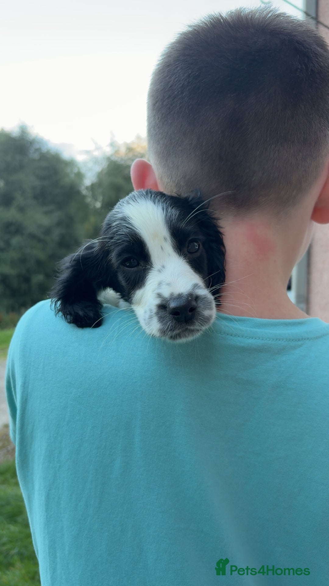 English Springer Spaniel dogs for sale: Last little ones remaining  - Image 4