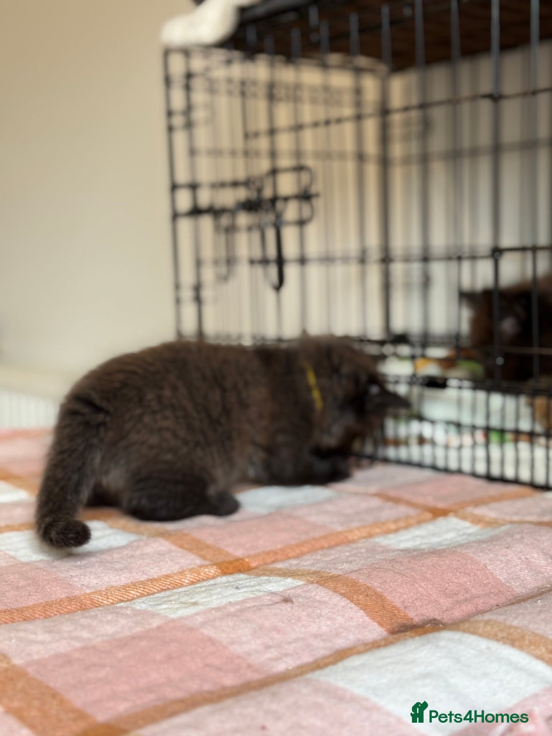 British Longhair cats for sale: Male  British long haired kittens - Image 7