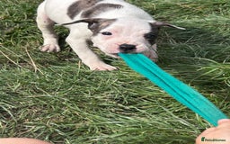 American Bulldog dogs for sale: Ready now Beautiful litter American bulldog puppy - Image 10