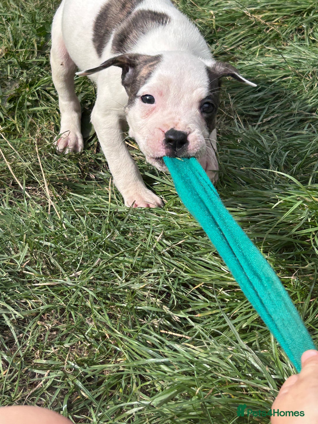 American Bulldog dogs for sale: Ready now Beautiful litter American bulldog puppy - Image 10
