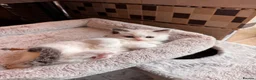 Ragdoll cats for sale: Bicolour ragdoll kittens and mum for sale - Advert 13