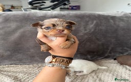 Chihuahua dogs for sale: Long hair chihuahua puppies  - Image 21