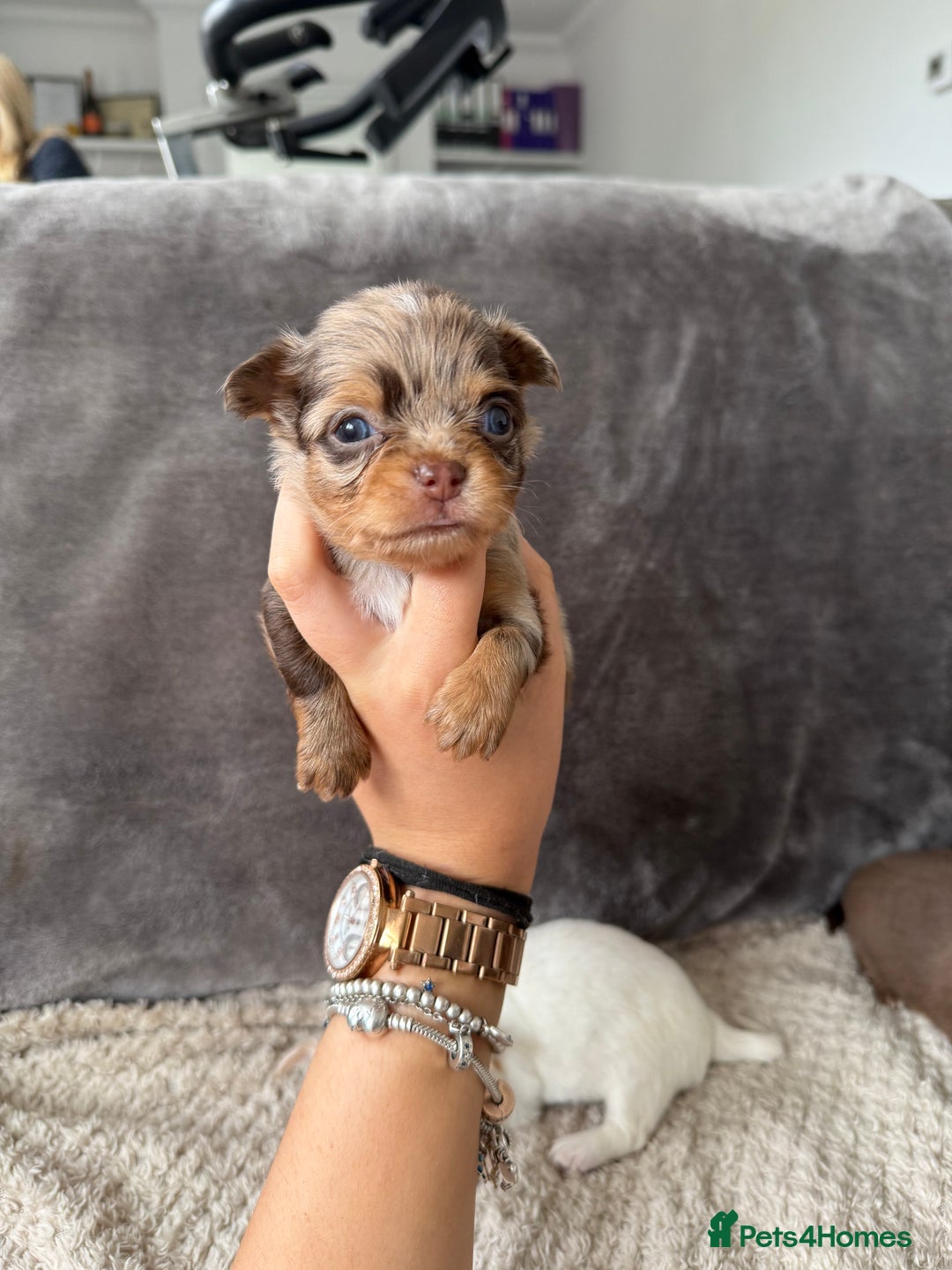 Chihuahua dogs for sale: Long hair chihuahua puppies  - Image 21