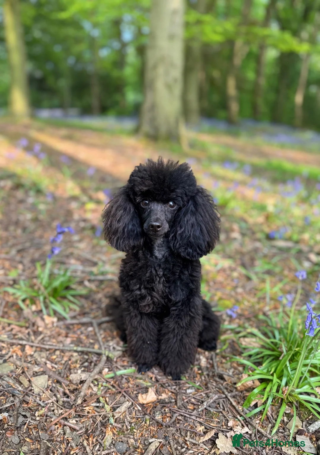 Toy Poodle dogs for stud: FOR STUD £300 - Advert 1