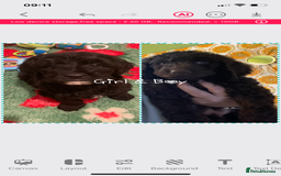 Mixed Breed dogs for sale: Stunning Cockerpoo/Bernadoodle ready on 12/11/25 - Image 2