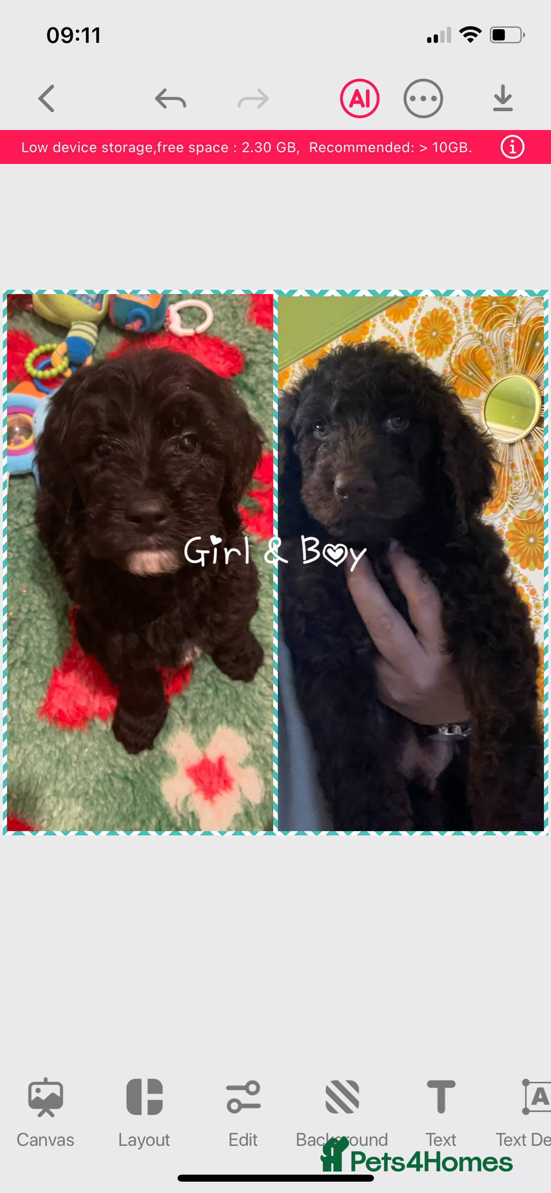 Mixed Breed dogs for sale: Stunning Cockerpoo/Bernadoodle ready on 12/11/25 - Image 2