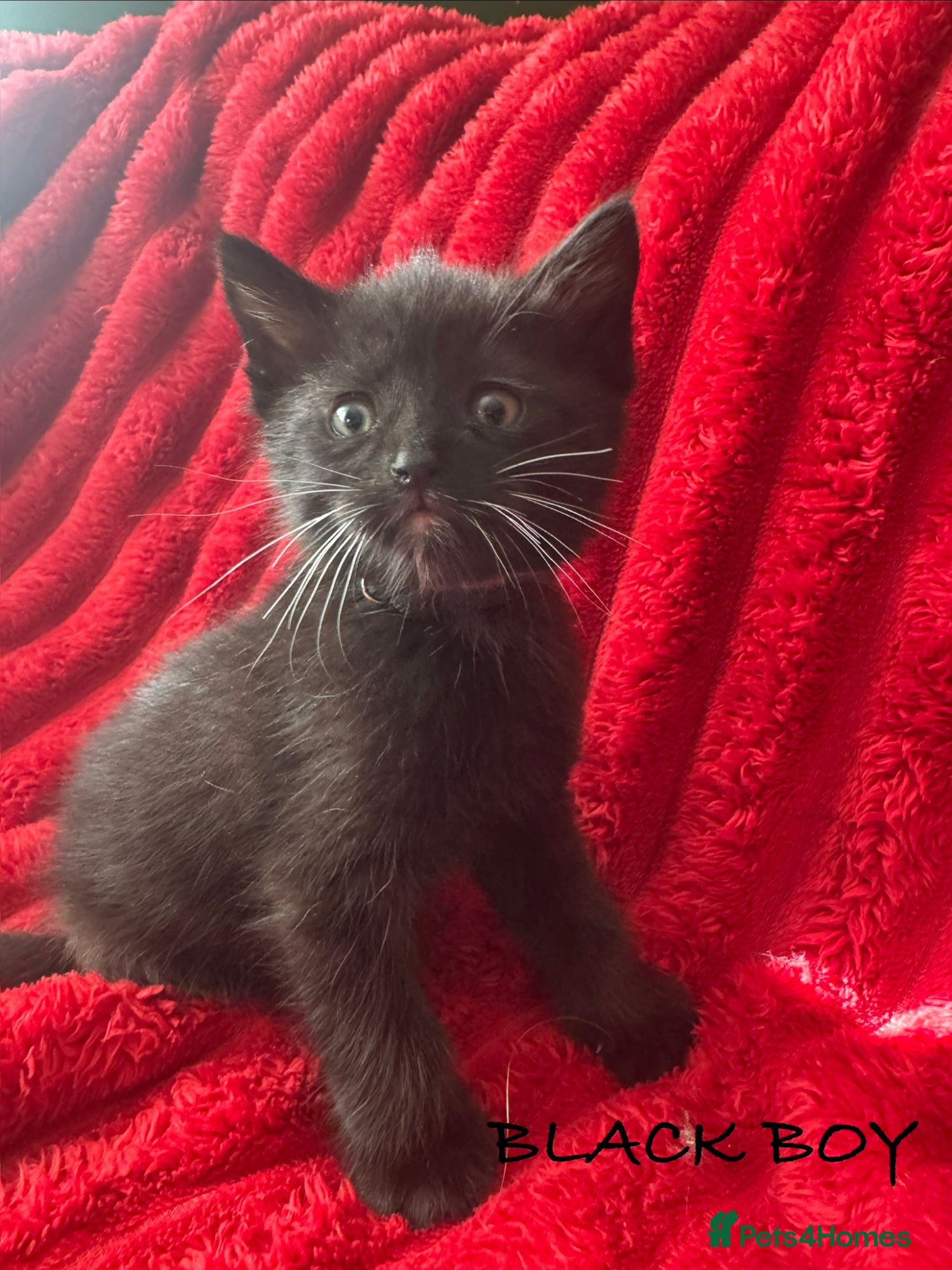 Mixed Breed cats Beautiful blacks looking for loving families - Advert 1