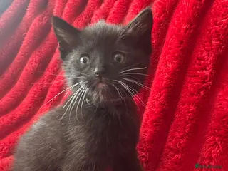 Mixed Breed cats Beautiful blacks looking for loving families - Advert 1