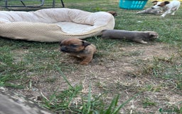 Jack Russell dogs for sale: 2x Jack Russell puppies  - Image 4