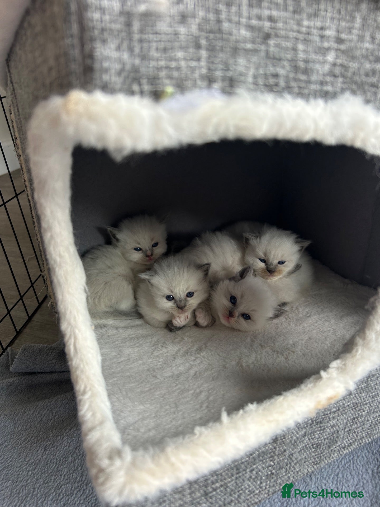 Ragdoll cats Stunning Ragdoll-Point Kittens  Champion Bred Sire - Advert 2