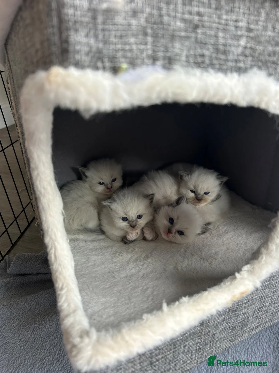Ragdoll cats for sale: Stunning Ragdoll-Point Kittens  Champion Bred Sire - Advert 2
