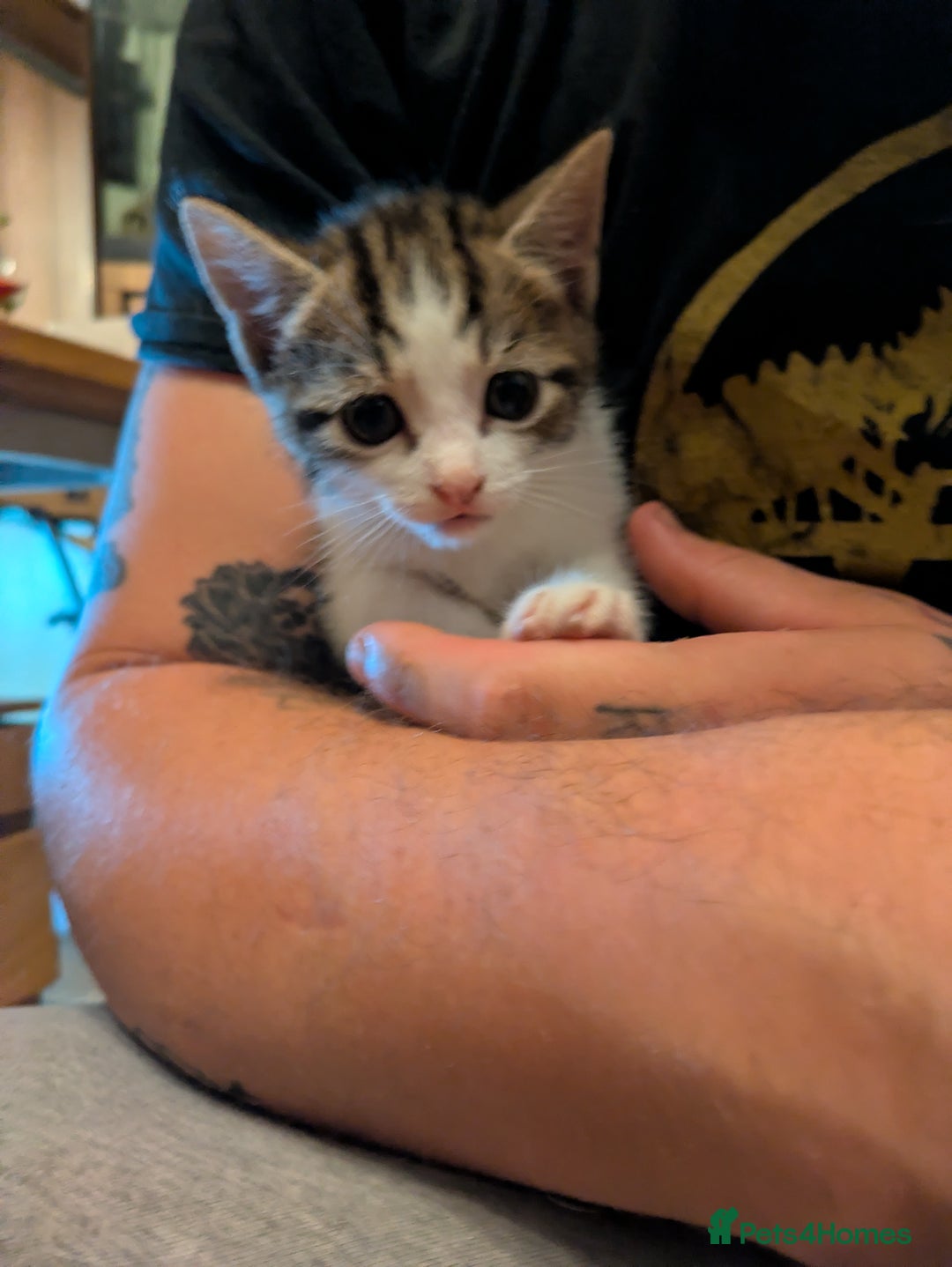 Mixed Breed cats for sale: Mixed breed maine coon  - Image 3