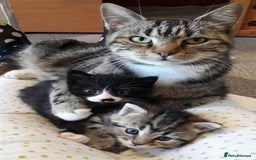 Mixed Breed cats for sale: Ginger little boy  - Image 8