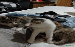 Mixed Breed cats for sale: Beautiful hand reared kittens  - Image 17