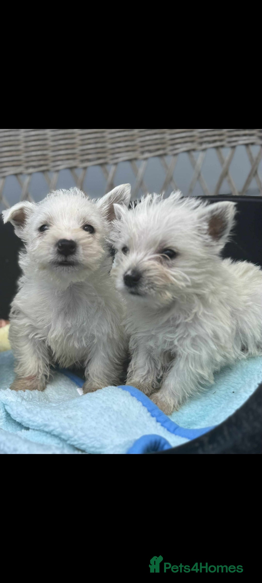 West Highland Terrier dogs for sale: Westie puppys  - Advert 3