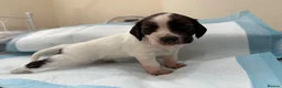 Cocker Spaniel dogs for sale: Cocker spaniel puppies  in Dartford - Advert 5