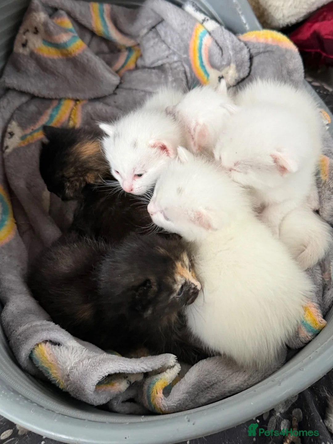 Mixed Breed cats for sale: Kittens in Southminster - Advert 2