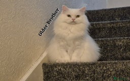 Mixed Breed cats for sale: Two Adorable Pure White Persian x Ragdoll Kittens - Image 15