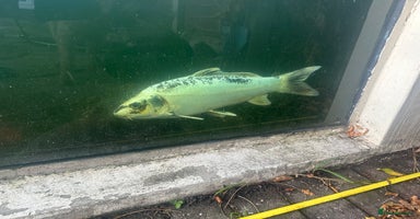 Koi Carp fish - Advert 4