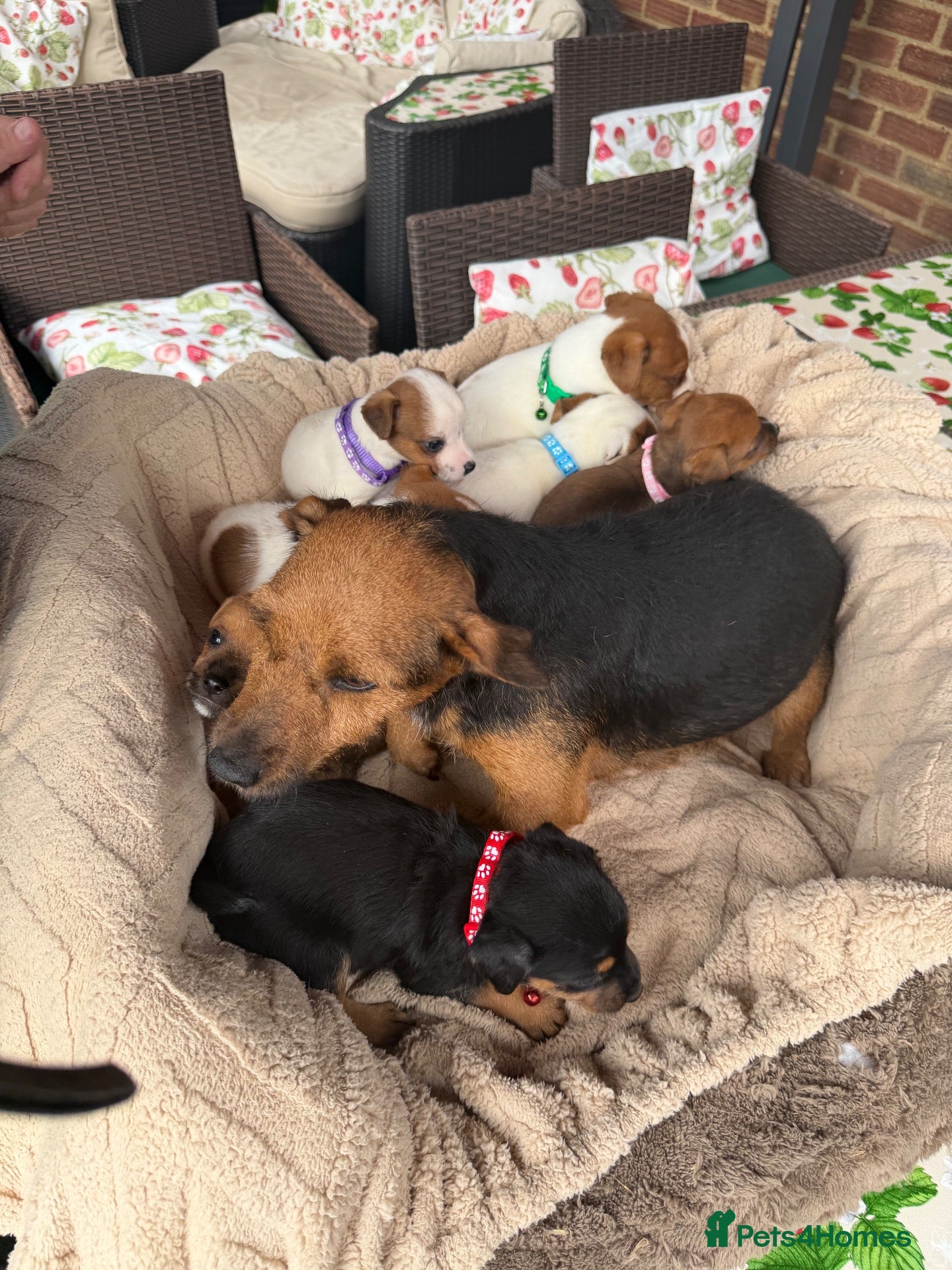 Jack Russell dogs stunning Jackrussel puppies - Advert 2