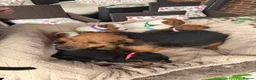 Jack Russell dogs for sale: stunning Jackrussel puppies - Advert 2