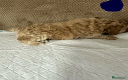 Cockapoo dogs for sale: Outstanding Cockapoos Puppies. 4 boys💙 2 girls 💗 - Image 23