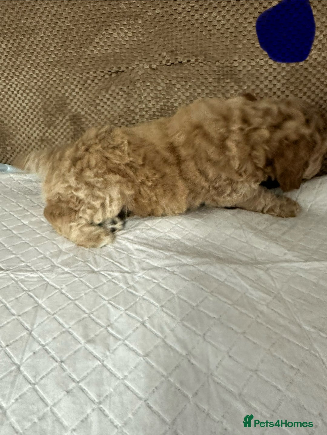 Cockapoo dogs for sale: Outstanding Cockapoos Puppies. 4 boys💙 2 girls 💗 - Image 23