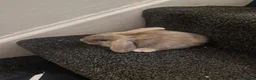 Lionhead rabbits for sale: A stunning mix off lion and lop rabbits - Advert 11