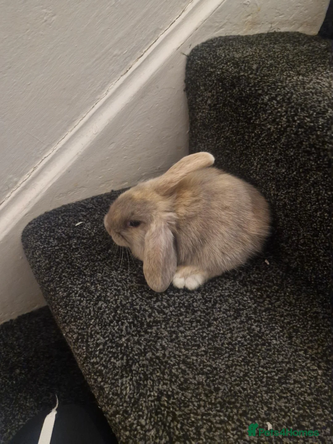 Lionhead rabbits for sale: A stunning mix off lion and lop rabbits - Advert 11