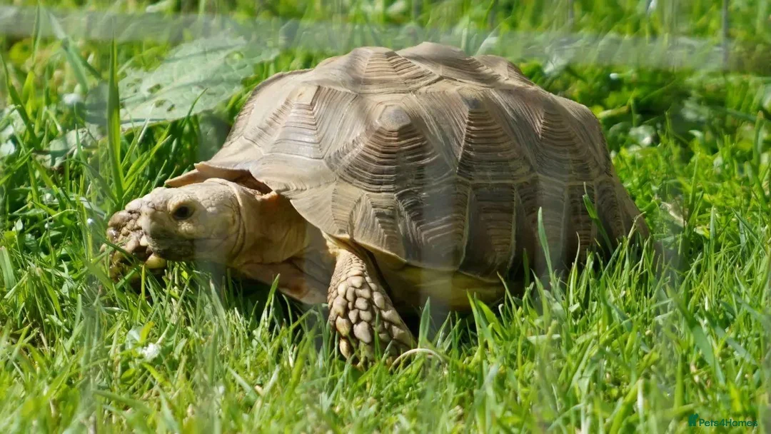Tortoise reptiles for sale: Sulcata Tortoise 7 years old  - Advert 1