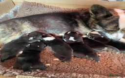 Welsh Corgi Cardigan dogs for sale: WELSH CARDIGAN CORGI BABIES FROM 5 ⭐ LICENSED HOME - Image 13