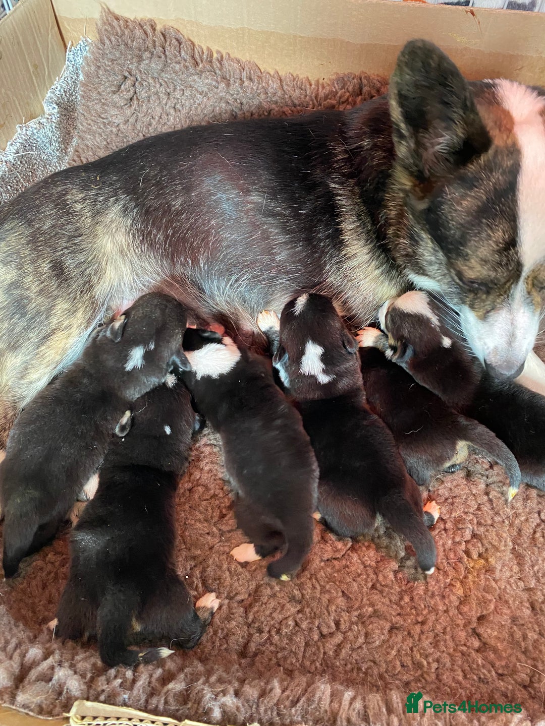 Welsh Corgi Cardigan dogs for sale: WELSH CARDIGAN CORGI BABIES FROM 5 ⭐ LICENSED HOME - Image 13
