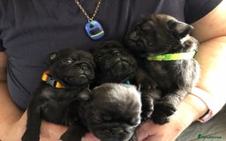 Pug dogs for stud: KC reg silver pug for stud  in Wolverhampton - Image 14