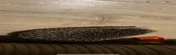 Pygmy Hedgehog rodents for sale: Hand Tame Pygmy Hedgehog with cage & accessories  - Advert 17