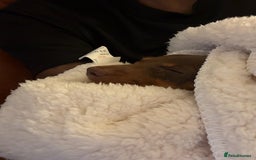 Miniature Dachshund dogs for sale: Miniature Dachshund Male Puppy Chocolate Tan - Advert 5