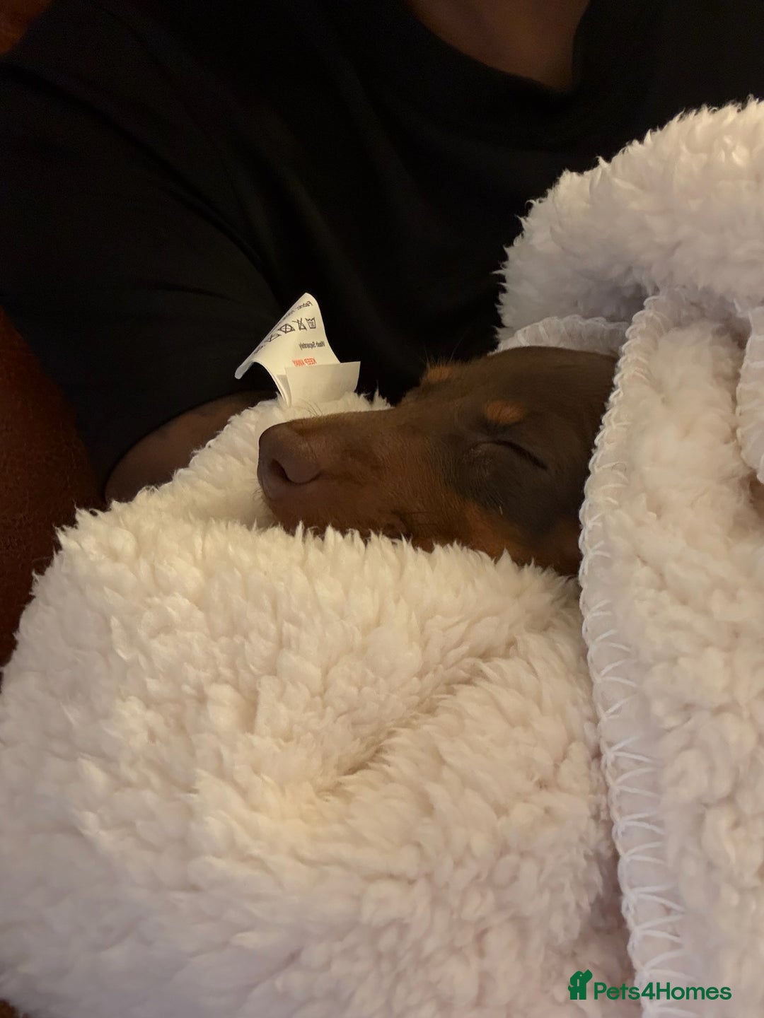 Miniature Dachshund dogs for sale: Miniature Dachshund Male Puppy Chocolate Tan - Advert 5