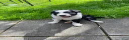 Border Collie dogs for sale: Border collie puppies - Advert 7