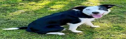 Border Collie dogs for sale: Female border collie  - Advert 1