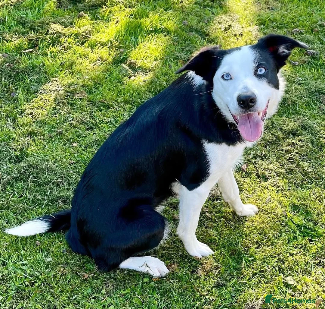 Border Collie dogs for sale: Female border collie  - Advert 1