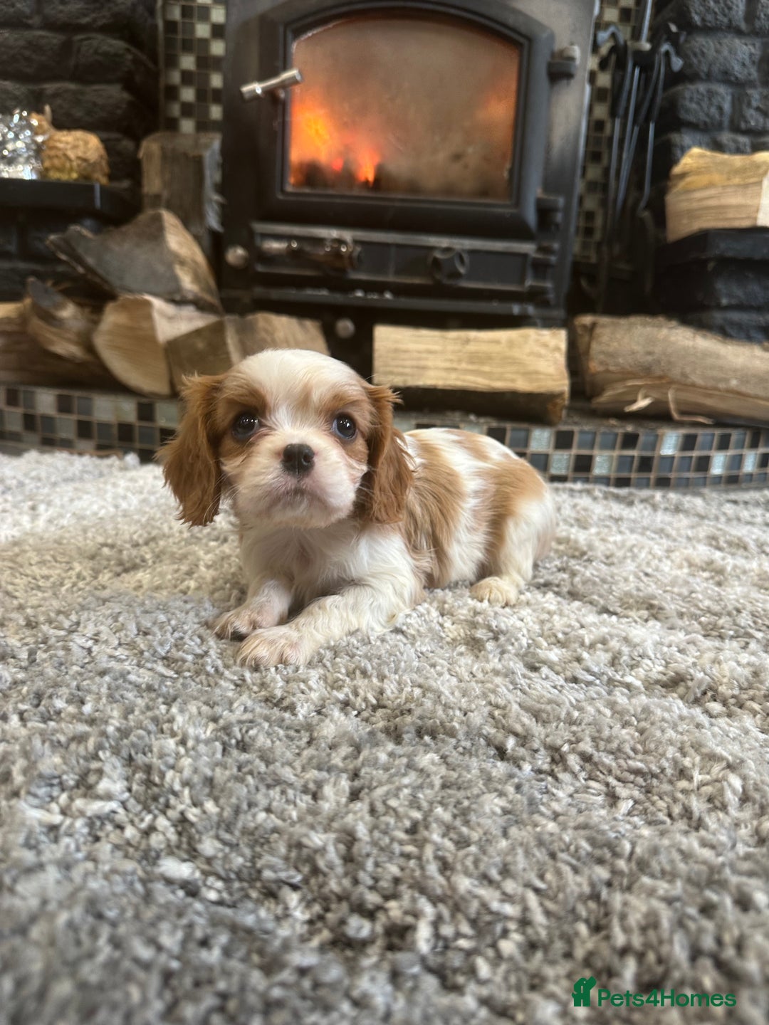 Cavalier King Charles Spaniel dogs for sale: ** DNA CLEAR 🧬 KC REGISTERED CAVALIER PUPPIES ** - Advert 2