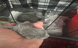 Russian Blue cats for sale: Adorable Russian blue kitten champion bloodline - Image 2
