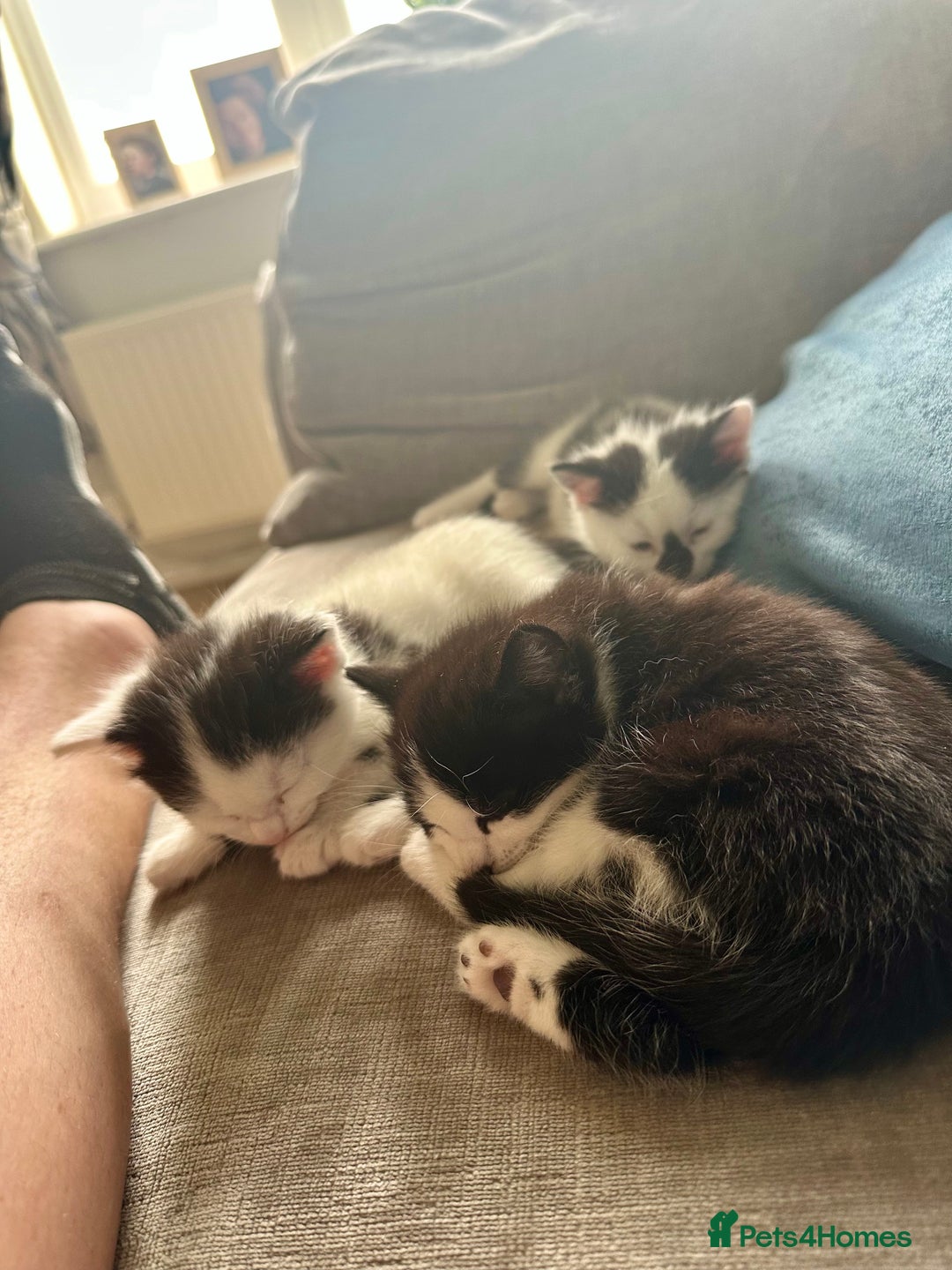 Domestic Shorthair cats for sale: Beautiful dotty kitten  - Image 7