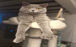 British Shorthair cats for sale: British Shorthair Male — experience needed! - Advert 15
