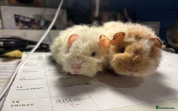 Guinea Pig rodents for sale: 2 baby Guinea pigs for sale  - Image 1