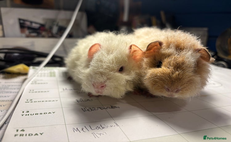 Guinea Pig rodents - Advert 1